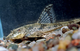 loricaria loricaria